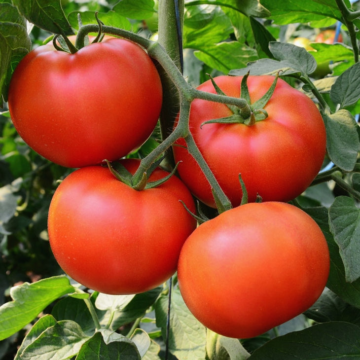 organic homestead tomato 