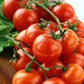 organic red cherry tomato 