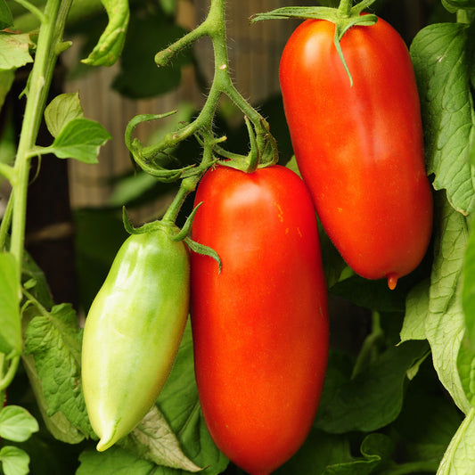 organic tomato san marzano