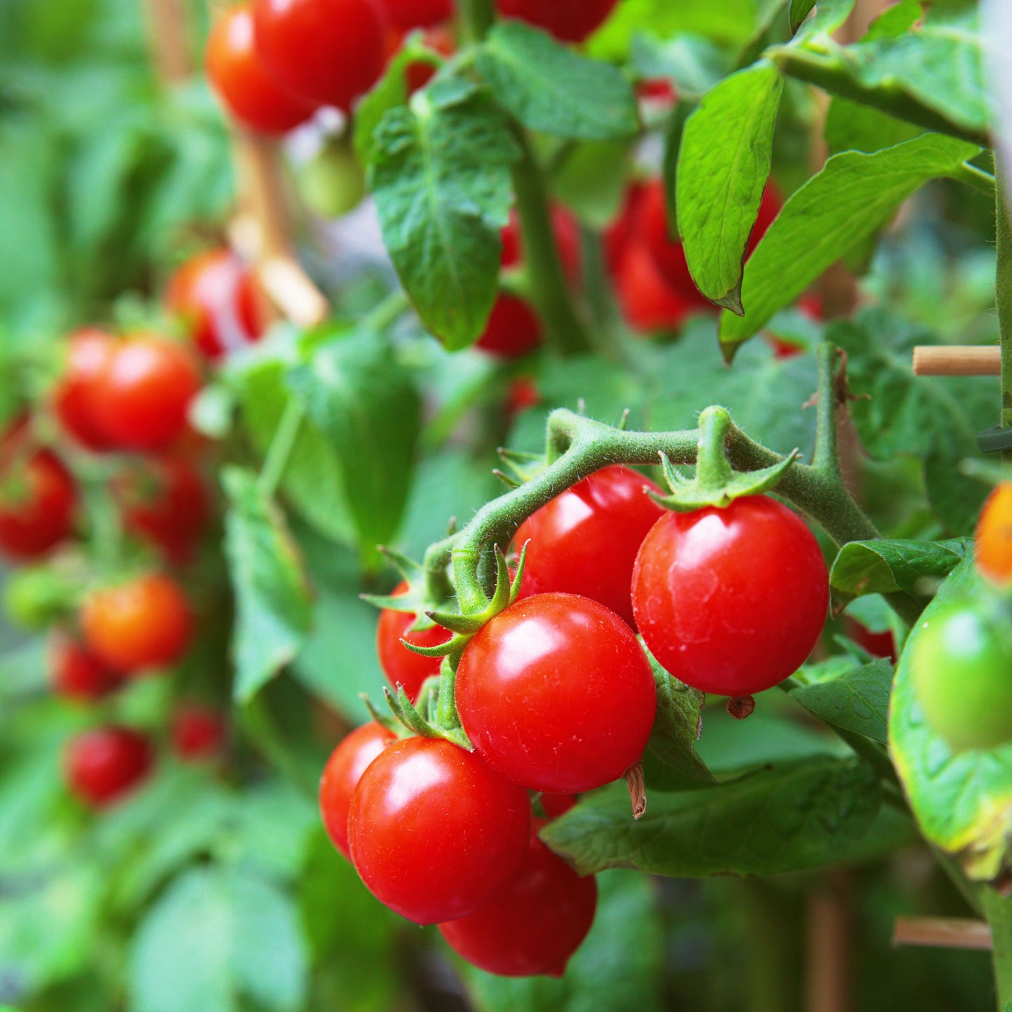 organic small red cherry tomato 
