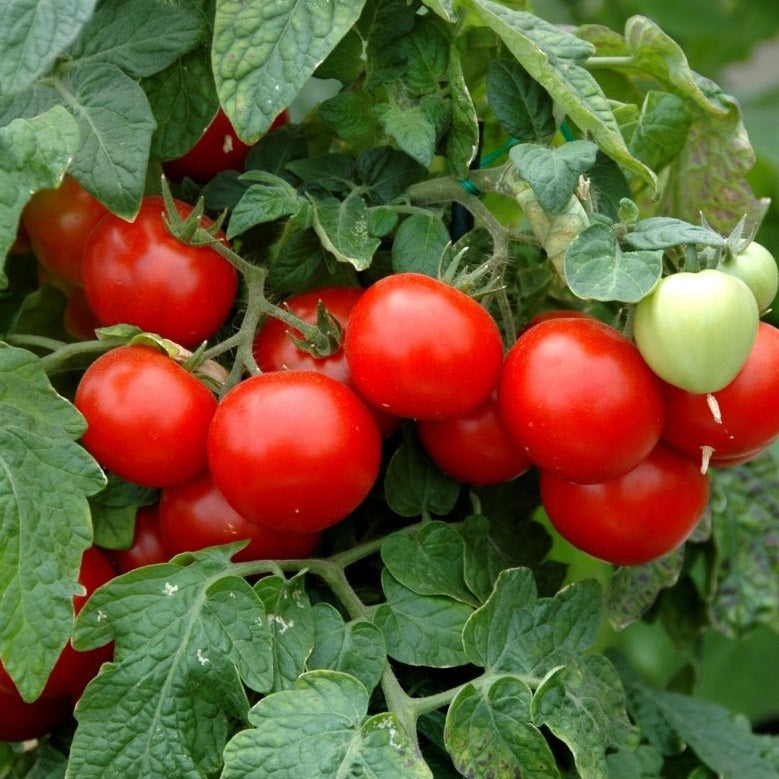 tomato large red cherry