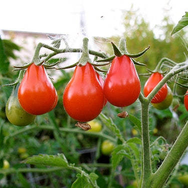 Tomato Seeds - Red Pear | Vegetable Seeds in Packets & Bulk | Eden Brothers