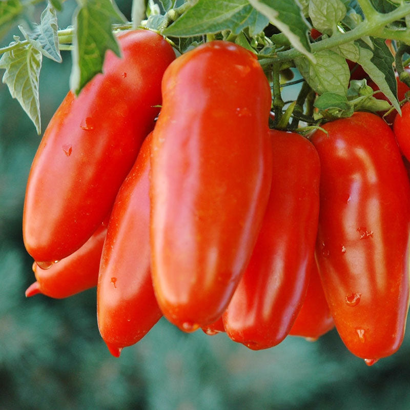 san marzano tomato 