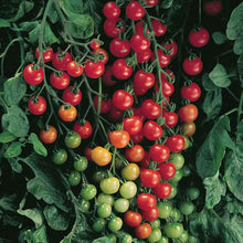 A cluster of small, Supersweet 100 tomatoes hangs from a vine, with green leaves in the background.