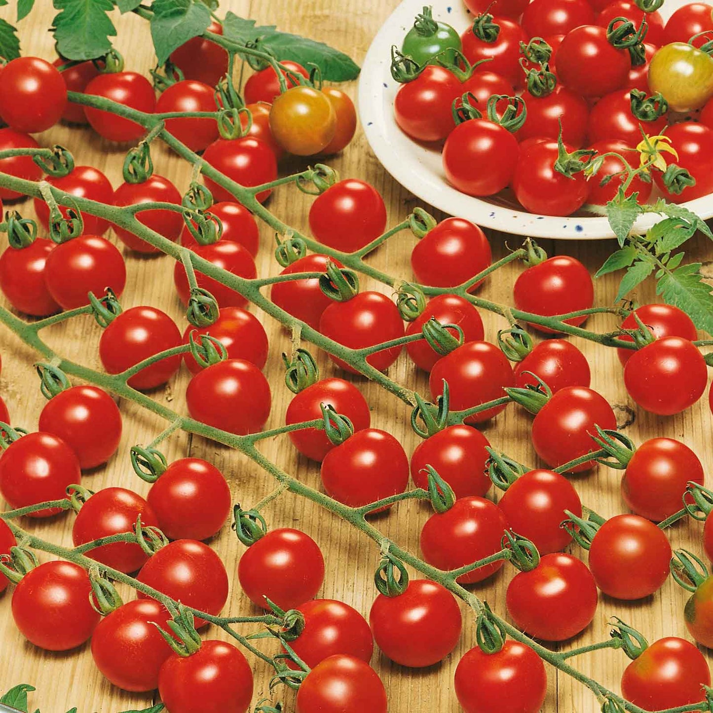 tomato supersweet 100