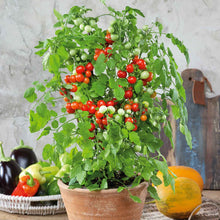A cluster of Tidy Treats tomatoes growing in a pot.