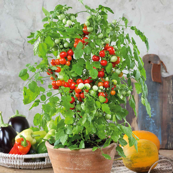 ベッドフレーム tomato Tomato Seeds - Tidy Treats | Vegetable Seeds in Packets & Bulk