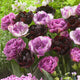 Tulip Bulbs - Amethyst Mix
