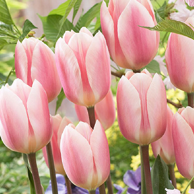 apricot delight tulip 