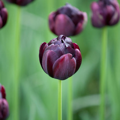 Black Hero tulip in dark purple with a classic shape on a blurred green background