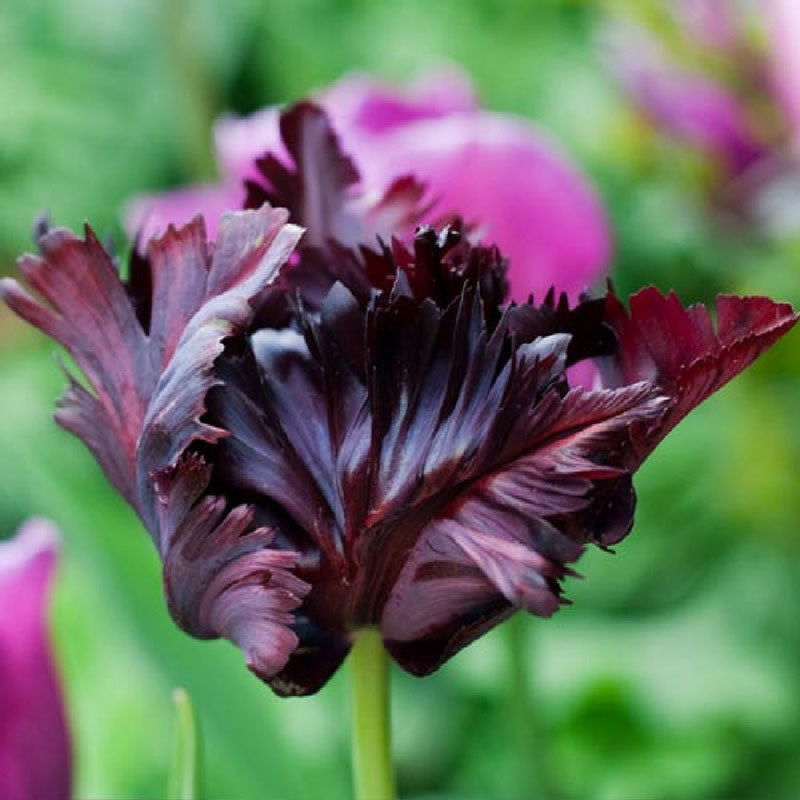 black parrot tulip 
