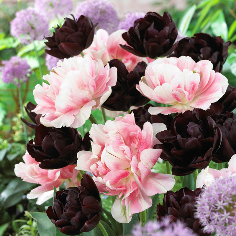 tulip black tie mix
