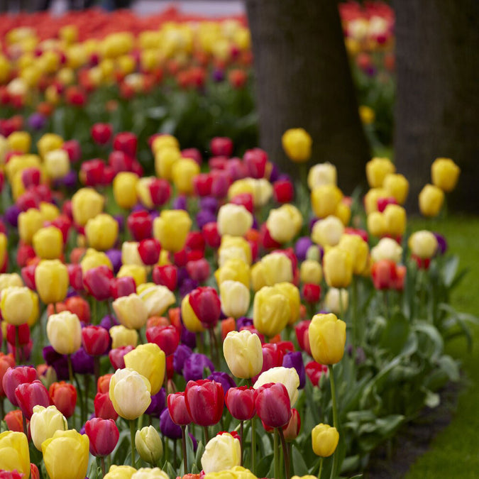 Multicolored Border Mix tulips in a garden setting