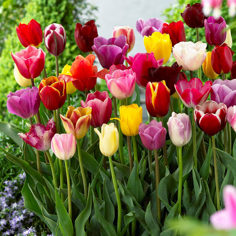 tulip border mix