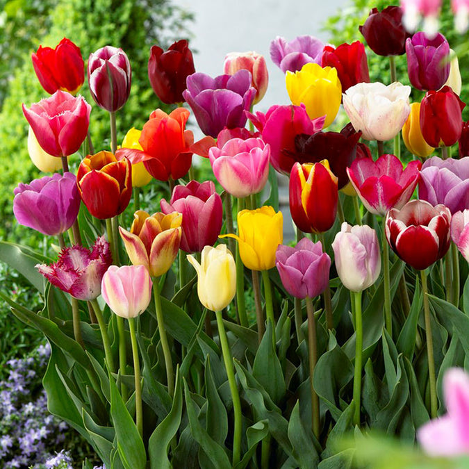 tulip border mix