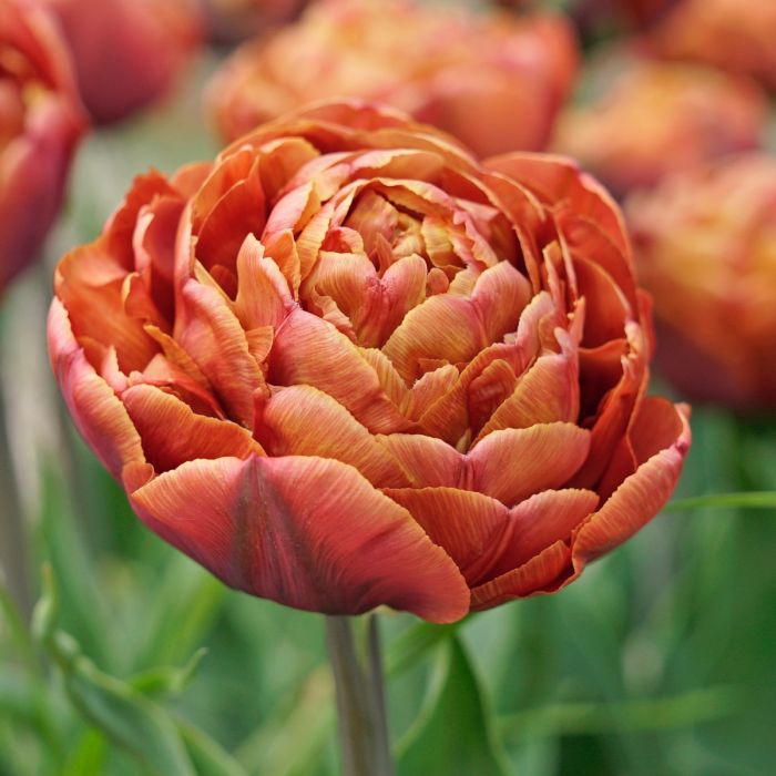 tulip brownie