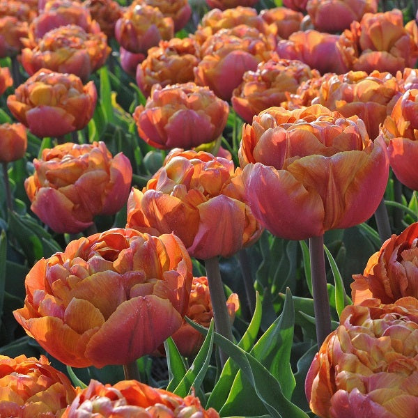 tulip brownie