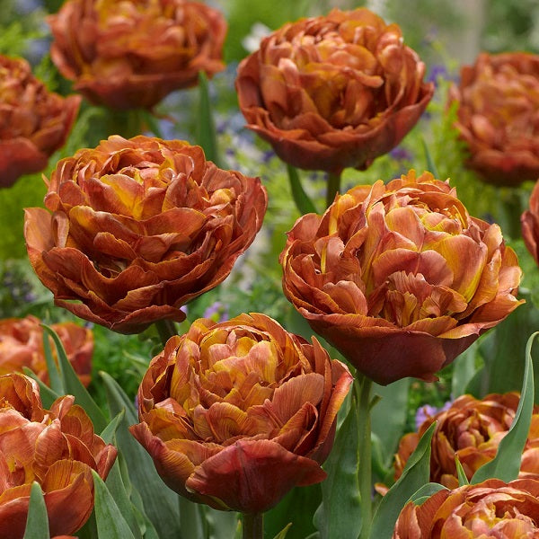 tulip brownie