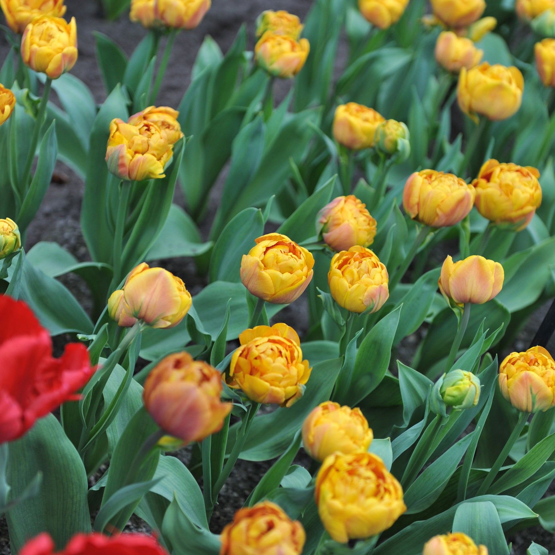 tulip brownie