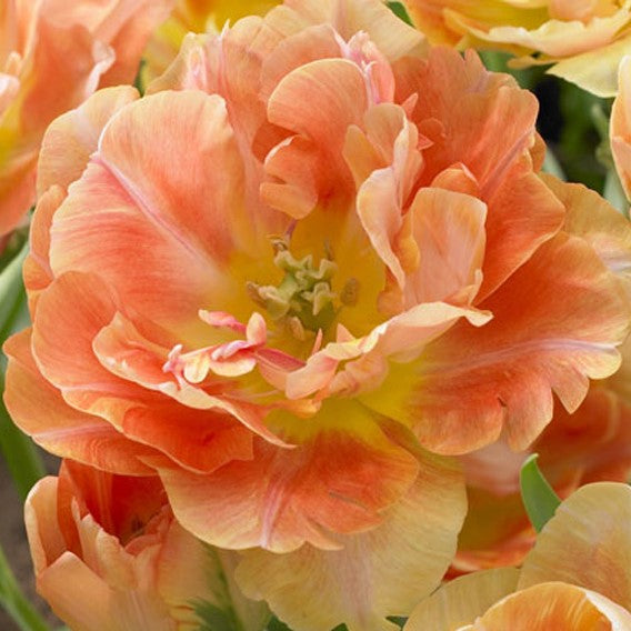charming beauty tulip