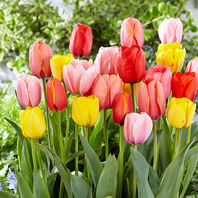 Darwin Hybrid Mix tulips in multicolored bloom in a bright sunny garden