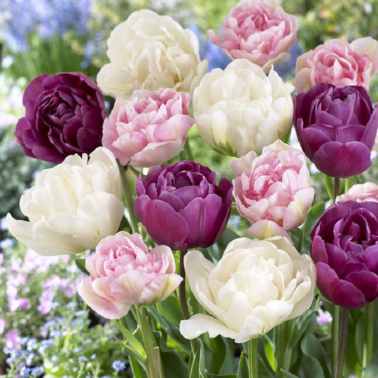 tulip double pink