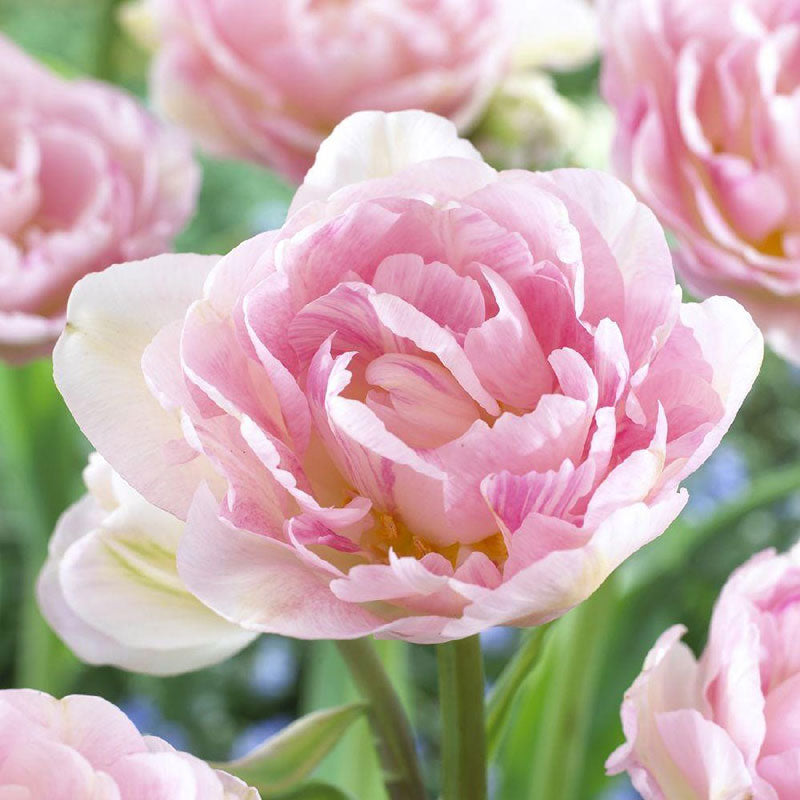 tulip double pink
