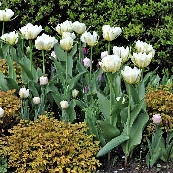 tulip exotic emperor