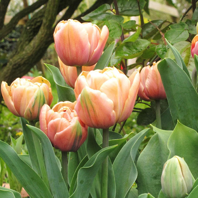 la belle epoque tulip 