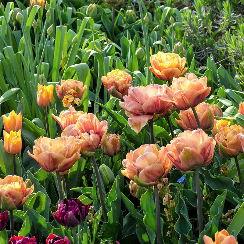 la belle epoque tulip 