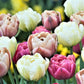 tulip la belle epoque bright mix