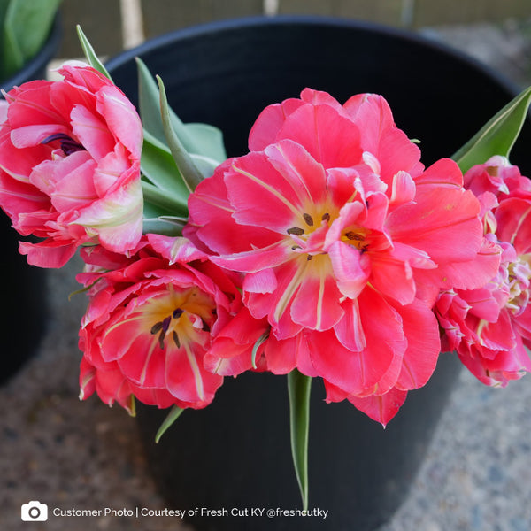 Tulip Bulbs La Vie Fall Flower Bulbs Eden Brothers