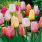 tulip pastel mix