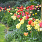 tulip perennial mix