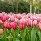 pink impression tulip 