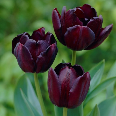 queen night tulip 