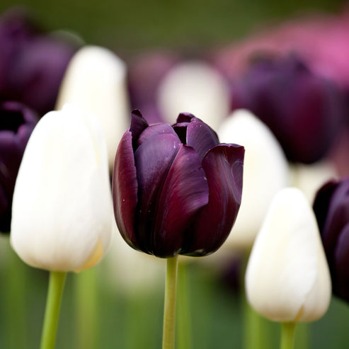 Single Late Tulip Bulbs - Queen Of The Night | Fall Flower Bulbs | Eden ...