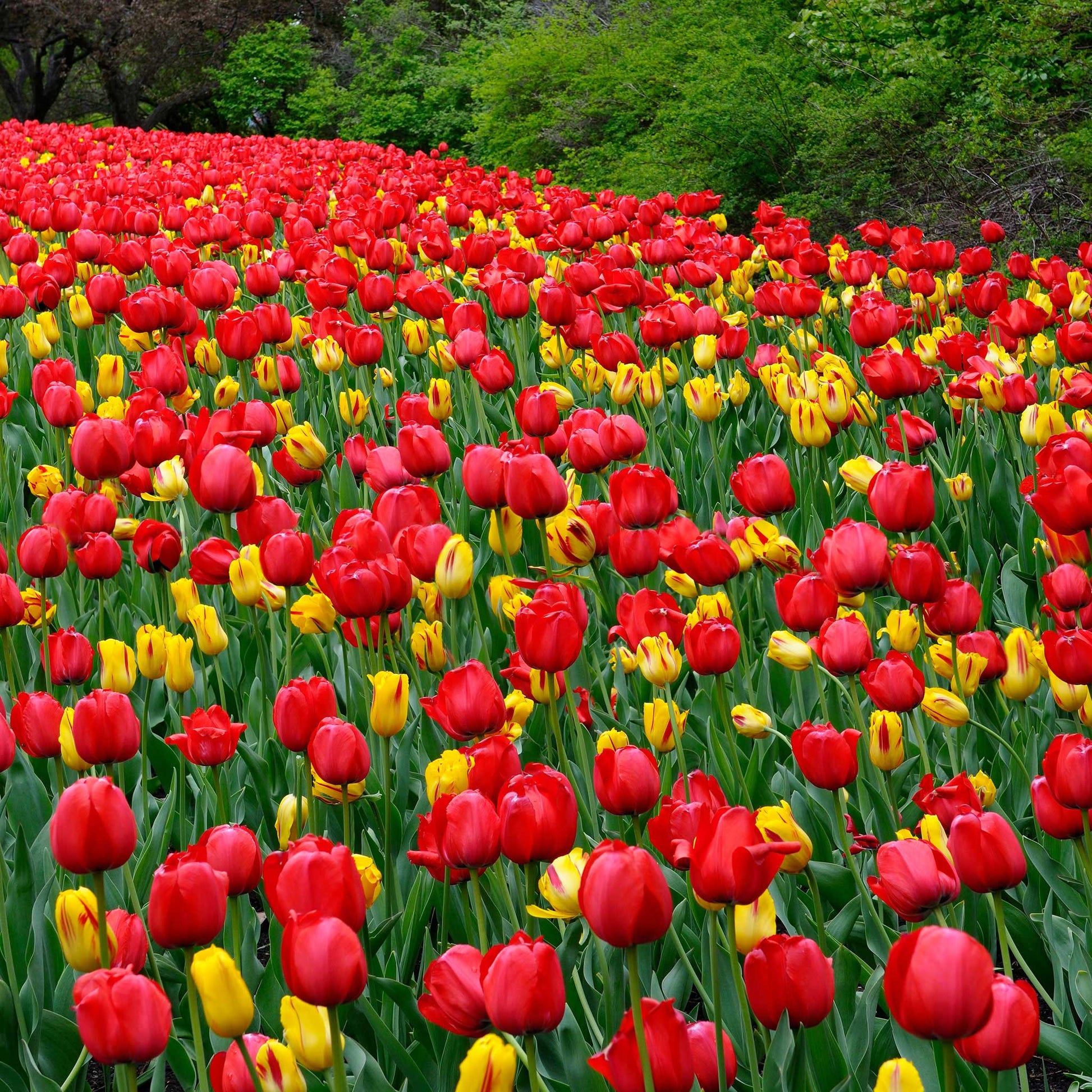 Darwin Hybrid Tulip Bulbs - Red Impression Fall | Eden