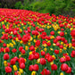 Red Impression tulip in vibrant red standing tall on a lush green background