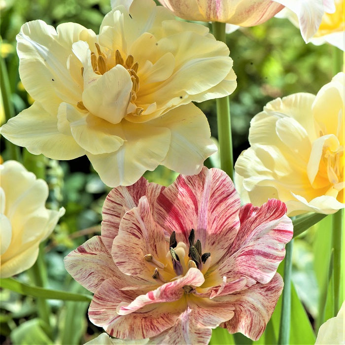 tulip sildkroad