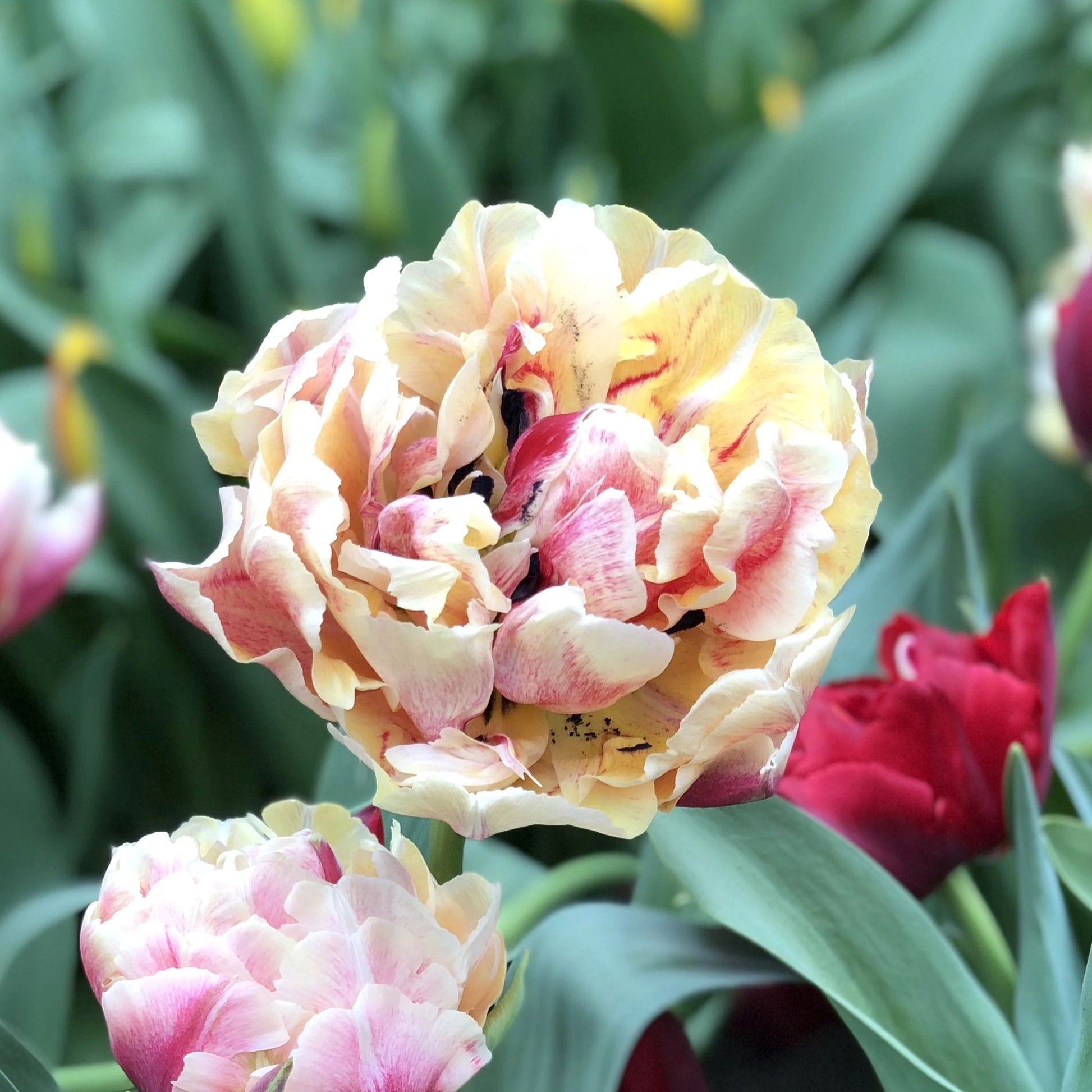 tulip verona sunrise