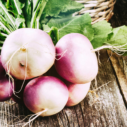 A vibrant purple top white globe turnip, freshly harvested.