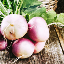 A vibrant purple top white globe turnip, freshly harvested.