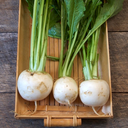 turnip shogoing