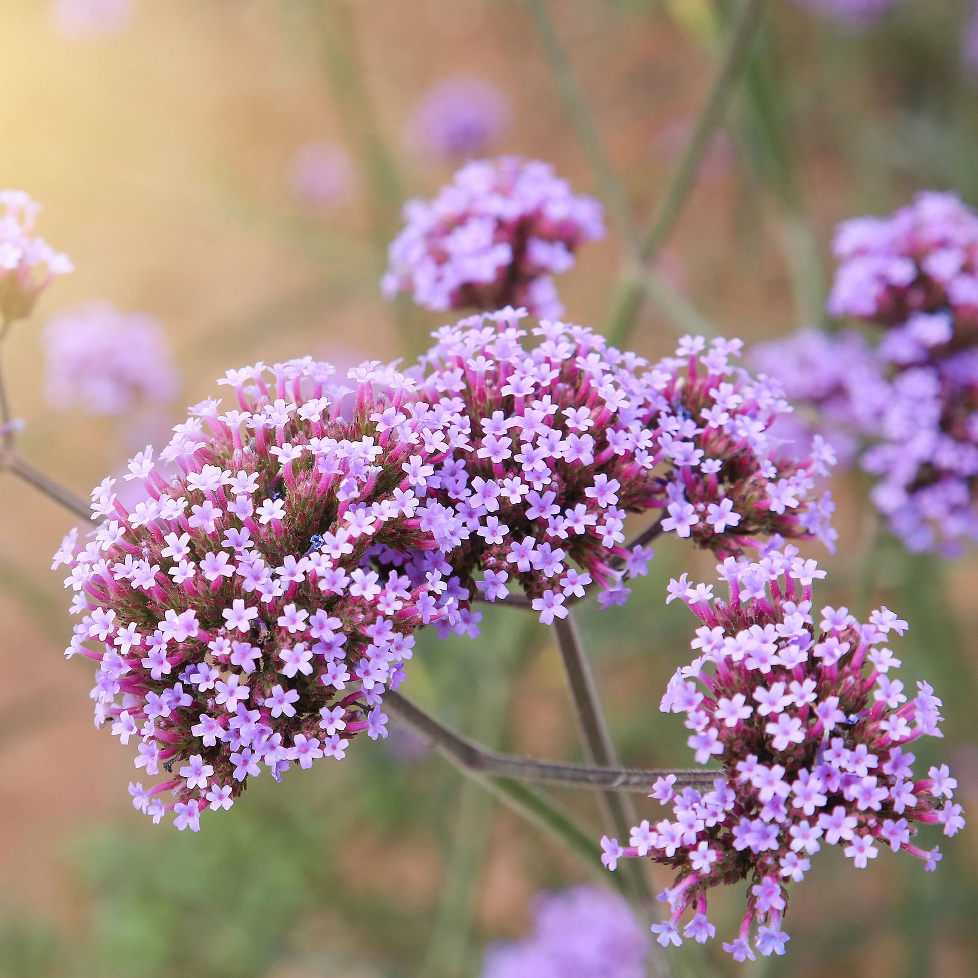 Verbena purpletop purple flowers with green leaves in a sunny garden background