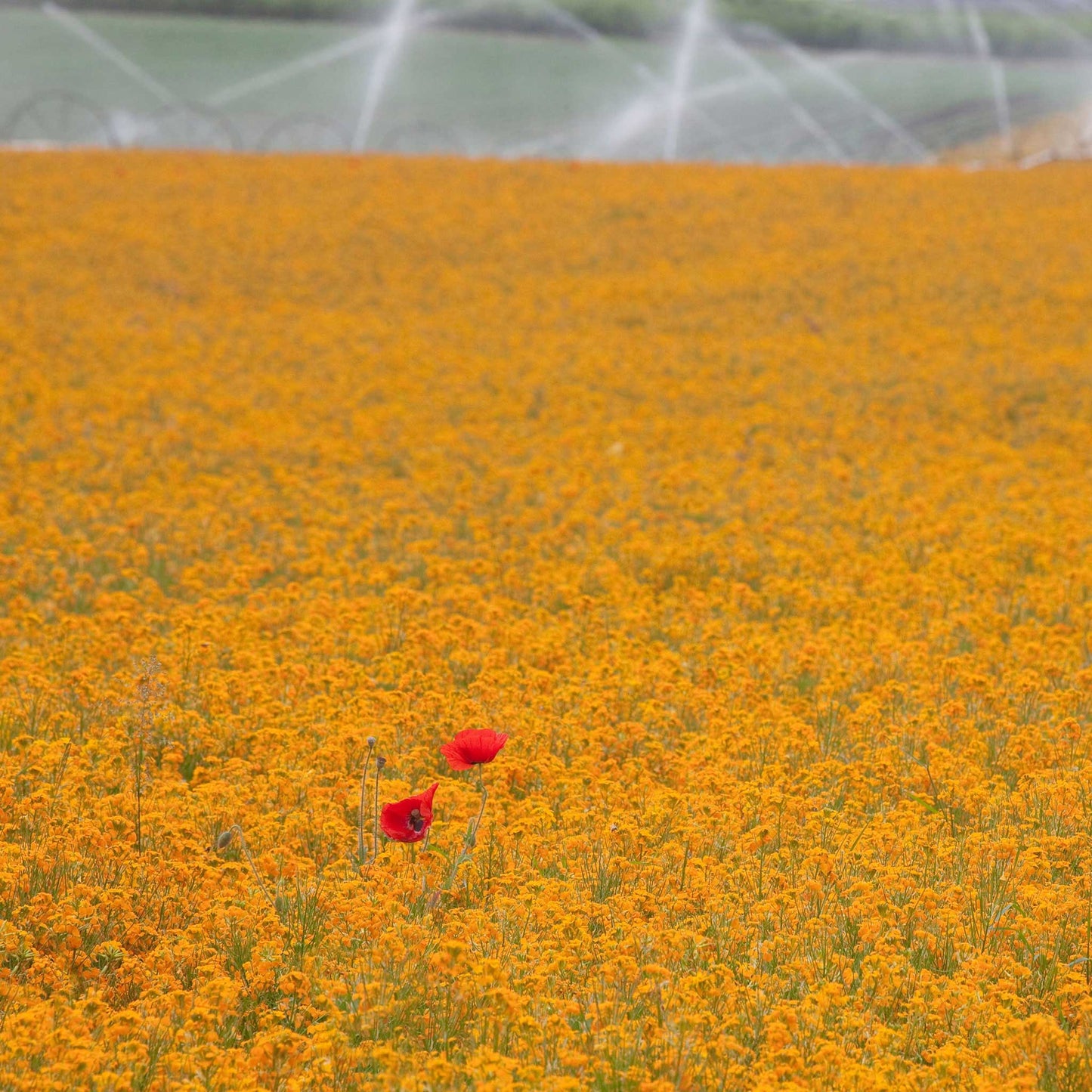 siberian wallflower 