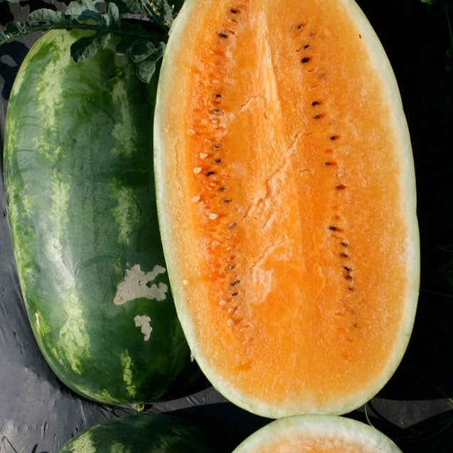 watermelon tendersweet orange