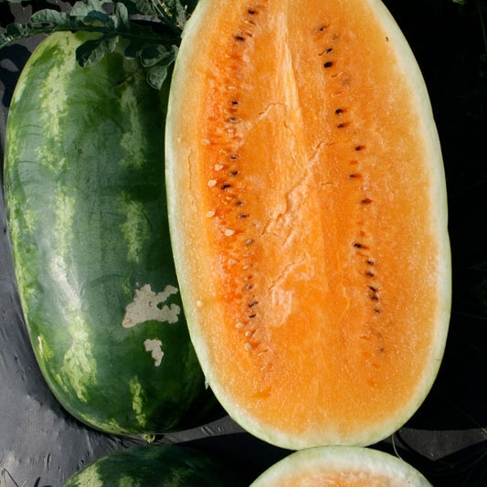 watermelon tendersweet orange