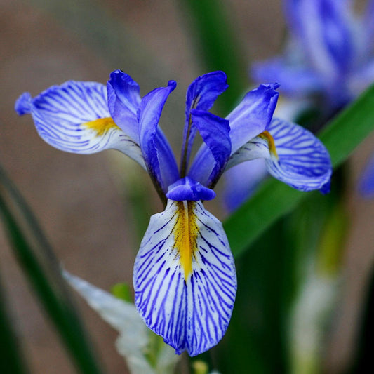 wild blue iris 