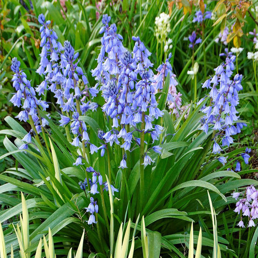 hyacinth blue wood